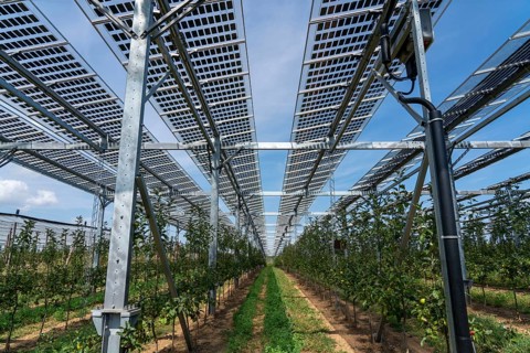 Agri-photovoltaic test plant, an apple orchard with two different systems of PV modules was roofed
