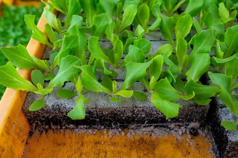 Lettuce plants, in press pots, they are planted in a field with a planting machine, agriculture,