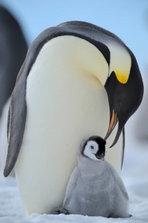 Emperor penguins, Aptenodytes forsteri, Adult Protecting her Chick on her Feet, Snow Hill Island,