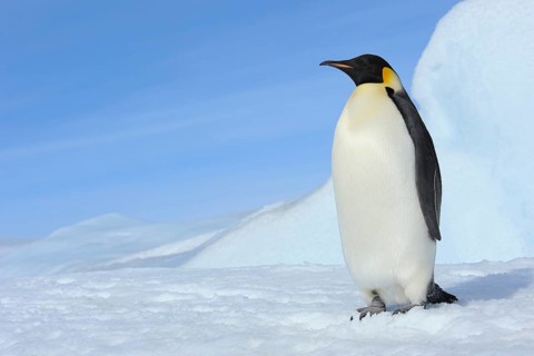 Emperor penguin (Aptenodytes forsteri), Adult, Snow Hill Island, Antartic Peninsula, Antarctica