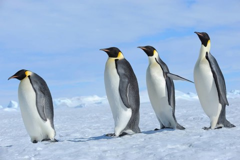 Emperor penguins (Aptenodytes forsteri), Group of Adults, Walking, Snow Hill Island, Antartic