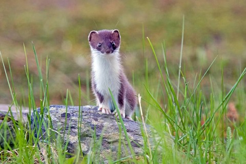 Ermine, (Mustela erminea), large weasel, marten-like, Nordkinnhalvoya, Norway, Europe