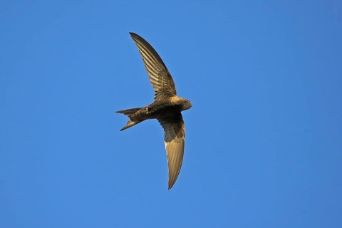Common swift (Apus apus), family of swallows, Mannheim, Baden-Württemberg, Federal Republic of