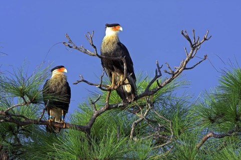 Two southern crested caracara (Caracara plancus), Viera Wetlands, Titusville, Florida, USA, North