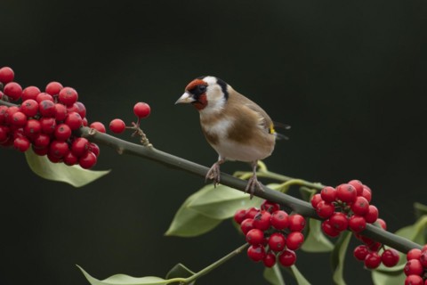 European goldfinch (Carduelis carduelis) adult bird on a Holly tree branch with red berries in