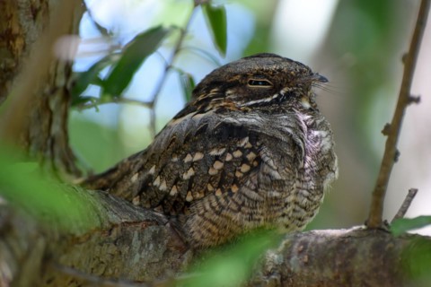 Very rarely seen Little Nightjar (Setopagis parvula), spends the day sleeping in the bushes,