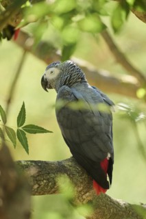 Grey parrot (Psittacus erithacus) sitting on a branch, captive, distribution Africa