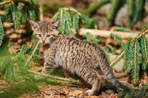 Close-up of European wildcat (Felis silvestris silvestris) kitten in spring in the bavarian forest