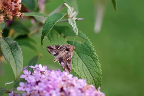 Silver y (Autographa gamma), butterfly, moth, close-up, summer lilac, macro shot of a gamma owl