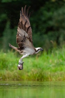 Western osprey (Pandion haliaetus) hunting, Aviemore, Scotland, Great Britain