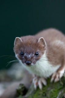European stoat (Mustela erminea) adult animal portrait, United Kingdom, Europe