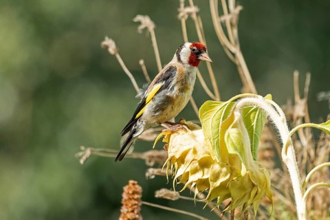 European goldfinch (Carduelis carduelis), also known as goldfinch, sitting on a faded sunflower,