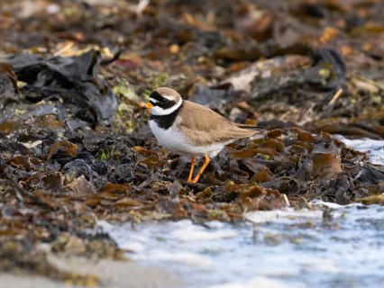 Common Ringed Plover (Charadrius hiaticula) foraging along the Arctic Ocean shoreline, May,