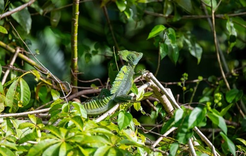 Plumed basilisk (Basiliscus plumifrons), adult male sitting on a branch, Tortuguero National Park,