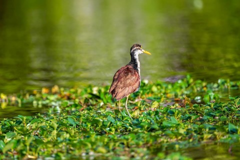 Yellow-fronted Jacana runs on aquatic plants, Tortuguero National Park, Costa Rica, Central America