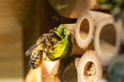 Leafcutter bee (Megachile willughbiella) adult insect filling a hole with a leaf in a garden bee