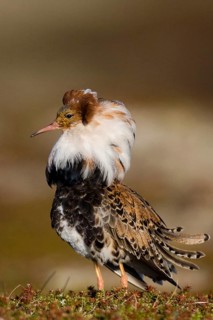 Ruff, ruff plumage, display plumage, courtship display, Norway, Varanger, Varanger Peninsula,