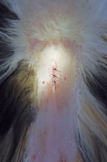Castration of a cat, vet, Persian cat, sutured wound after castration