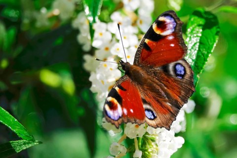 Peacock butterfly (Inachis io), September, Mecklenburg-Western Pomerania, Germany, Europe