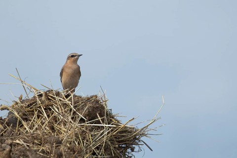 Wheatear (Oenanthe oenanthe) adult bird on a farmland muck heap, Norfolk, England, United Kingdom,