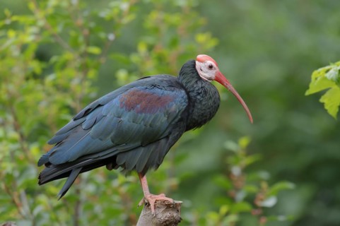 Southern bald ibis (Geronticus calvus), captive, occurrence in Africa