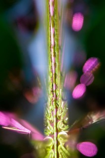 PUEVIT GmbH produces the most efficient photobioreactors for the cultivation of microalgae. The aim