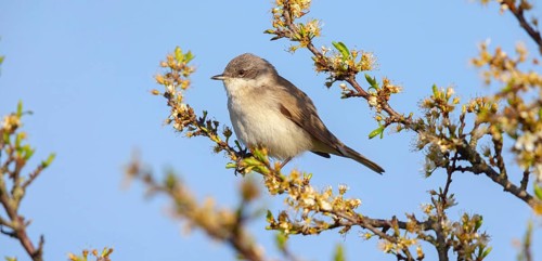 Lesser whitethroat (Sylvia curruca), perch, Quirnheimer Berg, Bad Dürkheim district,