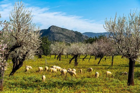 Almond blossom on Majorca, from January to March many hundreds of thousands of almond trees blossom