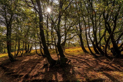 Beech trees on the Kahler Asten, highest mountain in North Rhine-Westphalia, near Altastenberg,