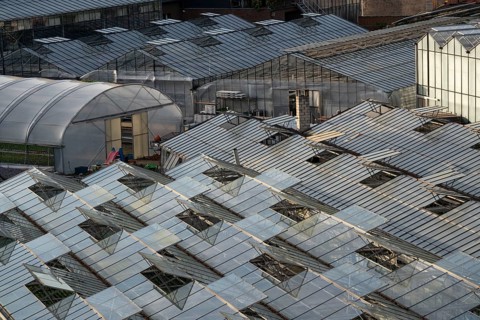 Nursery, plant cultivation, glass greenhouses, skylights open, roofs, Düsseldorf-Volmerswerth,