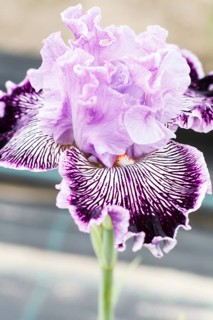 Beautiful multicolored iris flower bloom in the garden. Close up, fragility and summer concept