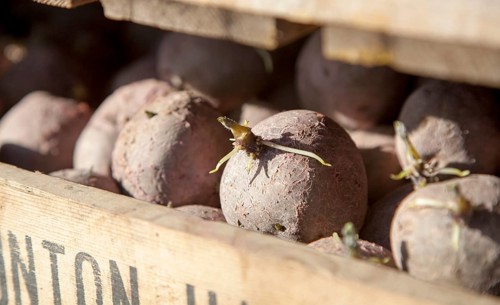 Seed potatoes ready for planting in farm chitting trays, Orford, Suffolk, England, United Kingdom,