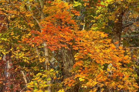 Maple (Acer), with colourful autumn leaves in shades of red, orange and yellow, autumn, New
