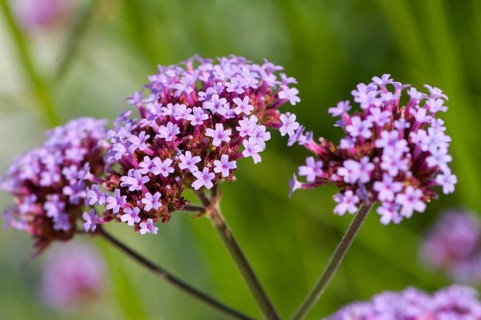 Flower impression, Purpletop vervain, purpletop vervain (Verbena bonariensis)