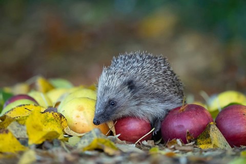 European hedgehog (Erinaceus europaeus) adult animal on fallen apples in a garden in the autumn,