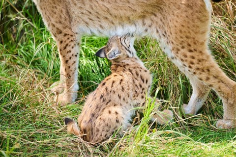 Eurasian lynx (Lynx lynx) youngster drinking milk from its mother while sitting in the grass,