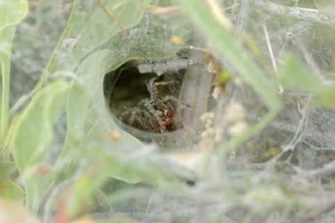 Common labyrinth spider (Agelena labyrinthica), female in web, Provence, South of France