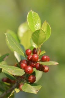 Italian buckthorn (Rhamnus alaternus), twig with leaves and fruit, Provence, southern France
