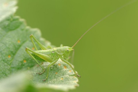 Leafhopper (Tettigonia spec.), nymph, Provence, Southern France