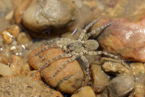 Giant riverbank spider (Arctosa cinerea), female, Provence, southern France