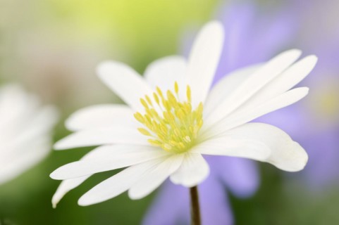 Blue anemone (Anemone apennina var. albiflora), flower, garden plant, North Rhine-Westphalia,