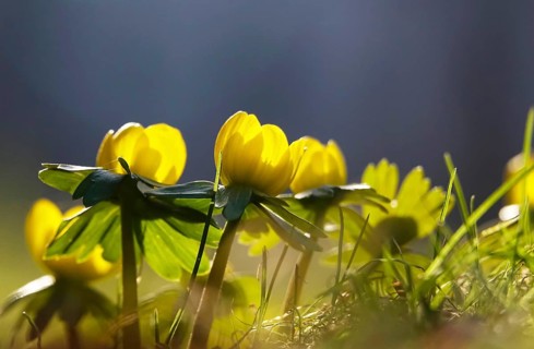 Winter aconites (Eranthis hyemalis), Germany, Europe