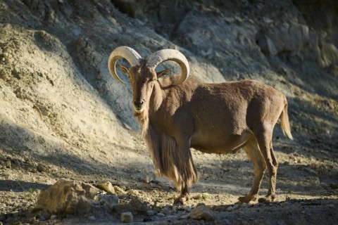 Aoudad (Ammotragus lervia) standing in the dessert