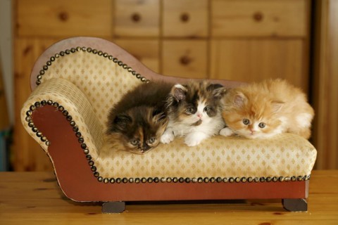 Persian cat, long-haired cat, kittens