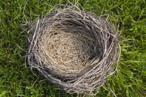 Close-up of empty Turdus migratorious, American Robin bird nest made of twigs, straw and dried mud