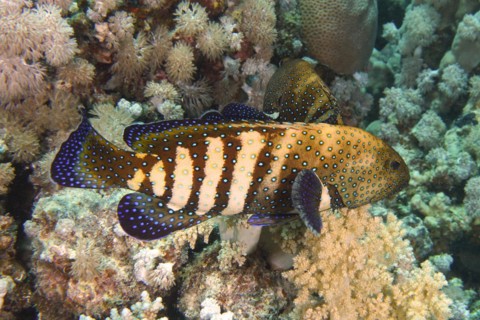 Pair of bluespotted grouper (Cephalopholis argus) during courtship, mating, dive site House Reef,