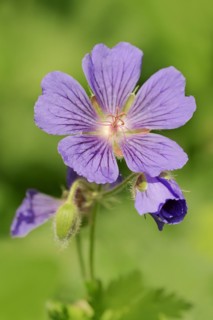 Caucasian cranesbill (Geranium ibericum), garden plant, North Rhine-Westphalia, Germany, Europe