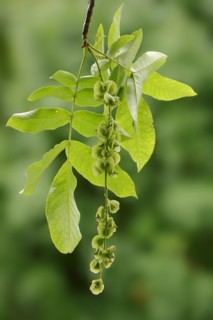Caucasian wingnut (Pterocarya fraxinifolia), fruit stand, North Rhine-Westphalia, Germany, Europe