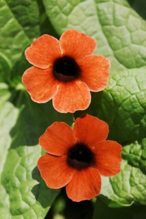 Black-eyed susan vine (Thunbergia alata), flowers, ornamental plant, North Rhine-Westphalia,