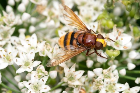 Hornet hoverfly (Volucella zonaria) or large forest hoverfly or giant bumblebee hoverfly sits on